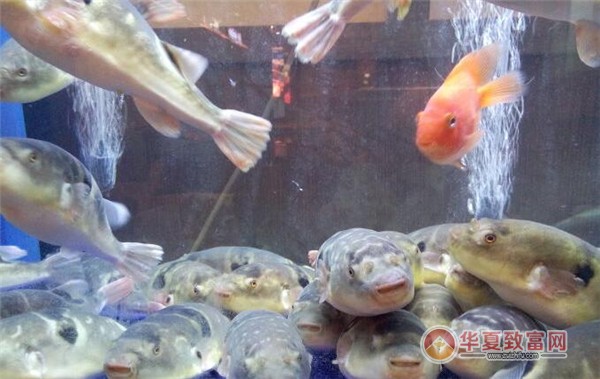 天正河鲀加盟